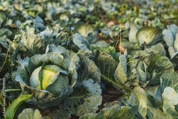 Fototapeta Close-up of ripe cabbage growing in a field