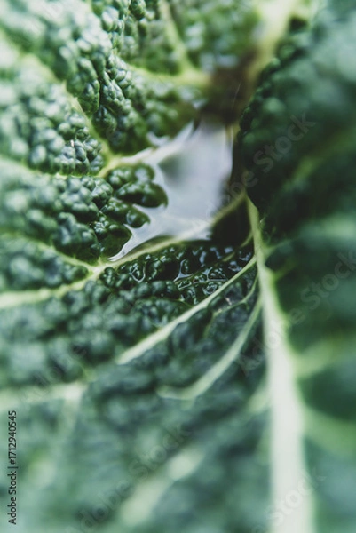 Fototapeta Close-up of ripe Savoy cabbage growing in a field