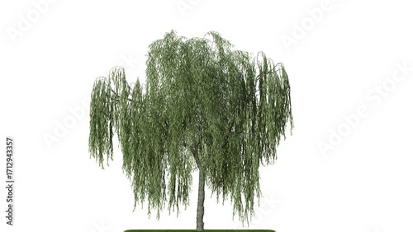 Obraz A weeping willow tree on a white background
