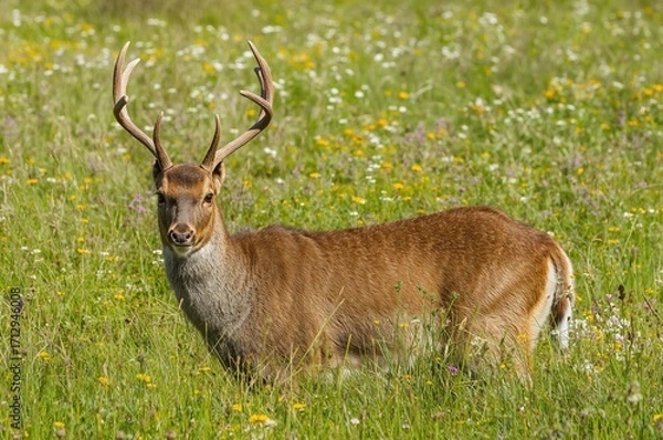 Fototapeta Male roe deer standing in spring meadow with patches of winter coat, Capreolus capreolus