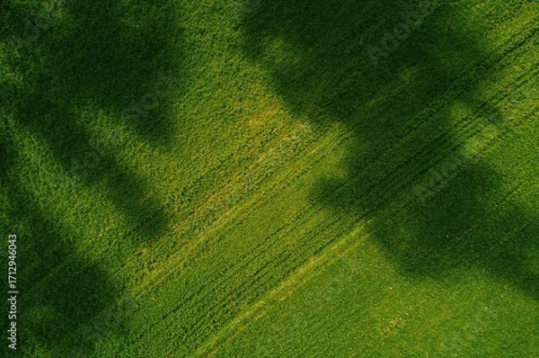 Fototapeta Top-down drone capture of a lush field featuring decorative trail patterns and cloud shadows on a bright sunny day. High-resolution panoramic scene.