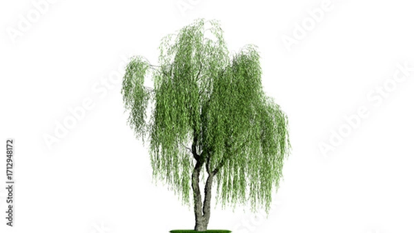 Obraz A weeping willow tree on a white background