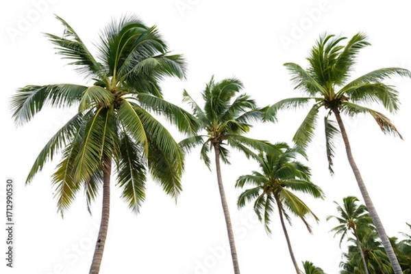 Fototapeta Palm Tree Close up Isolated  On White Background