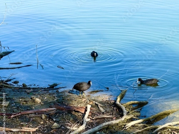 Fototapeta A Eurasian coot swims in a freshwater pond in a public park. Waterfowl in the wild.