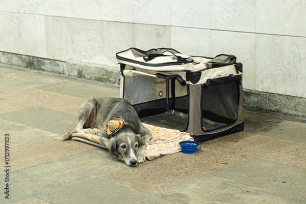 Fototapeta A grey dog resting on a blanket beside a foldable pet crate in an urban underpass, wearing a small decorative hat, evoking themes of vulnerability, street life, and animal welfare
