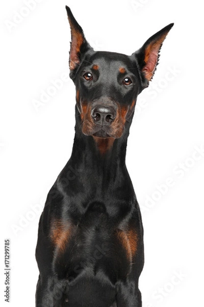 Obraz Doberman na białym tle