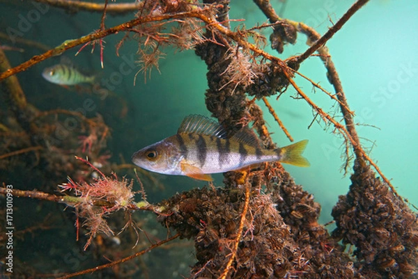Obraz Big perch on the plants background   