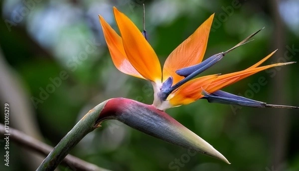 Obraz bird of paradise resting on a tree limb