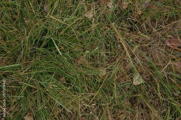 Fototapeta Lush green blades mixed with dried stalks covering the earth. Authentic nature texture in woodland. Life-like backdrop.