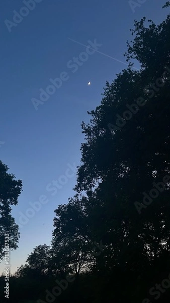 Obraz Moon and nature