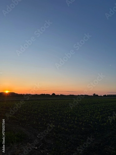 Obraz sunset over the field
