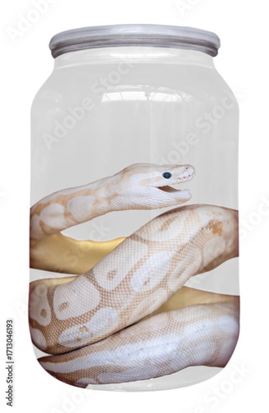 Obraz Isolated Preserved Snake Specimen