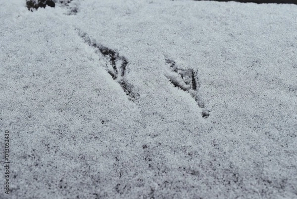 Obraz Bird Footprints Pressed Into Fresh Snow