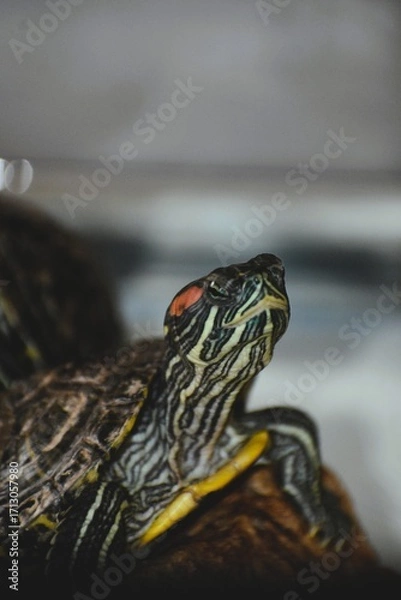 Obraz Red-Eared Slider Turtle on Rock in Aquarium