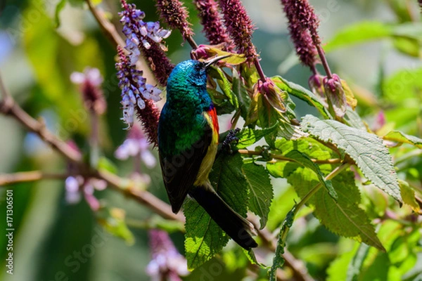 Fototapeta Rwenzori double-collared sunbird resting on a twig