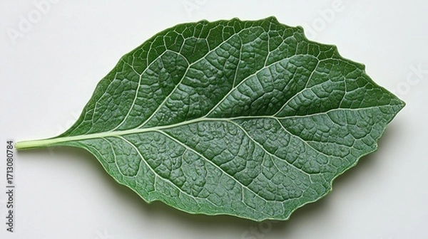 Obraz Close-up Macro View of a Vibrant Green Leaf with Prominent Veins and Frosty Texture, Isolated on a Clean White Background