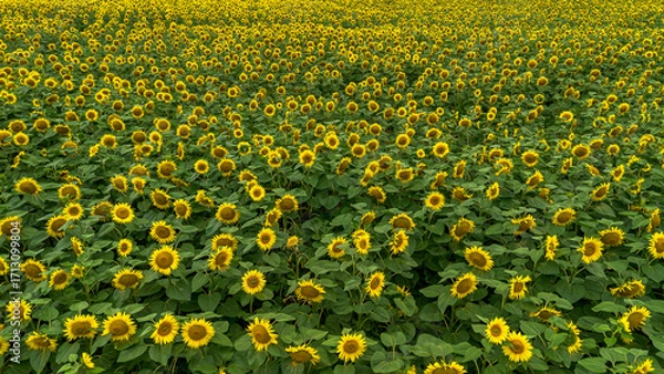 Obraz Vibrant Sunflower Field Landscape. 