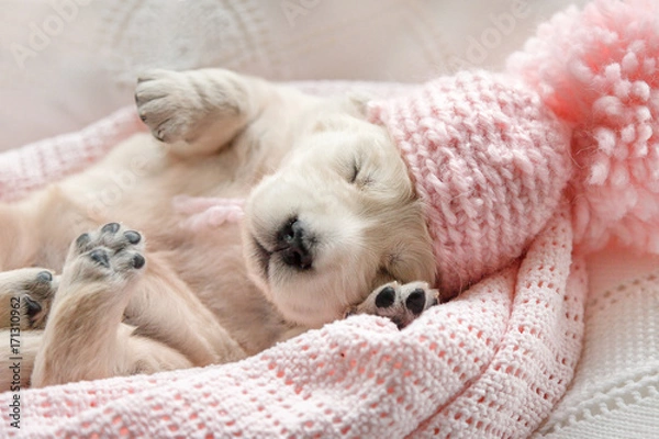 Fototapeta Cute little puppy of a golden retriever sleeping in a pink cap on a pink plaid