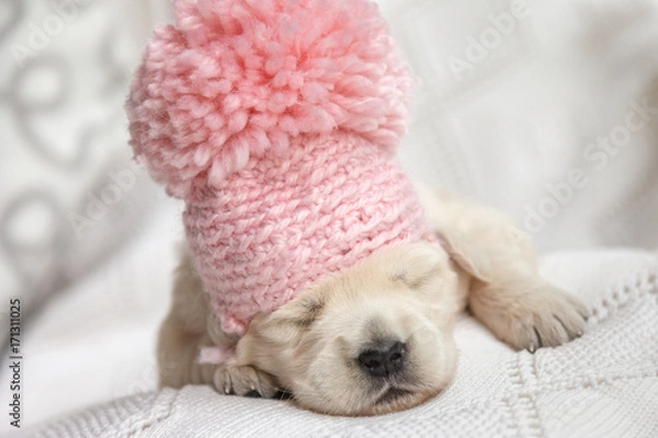 Fototapeta Cute little puppy in a pink cap sleeping on a white blanket