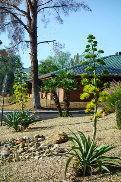 Fototapeta Arizona xeriscaping with Agave American or Century plant featuring flowering stalks and dwarf palm trees in capital city of Phoenix
