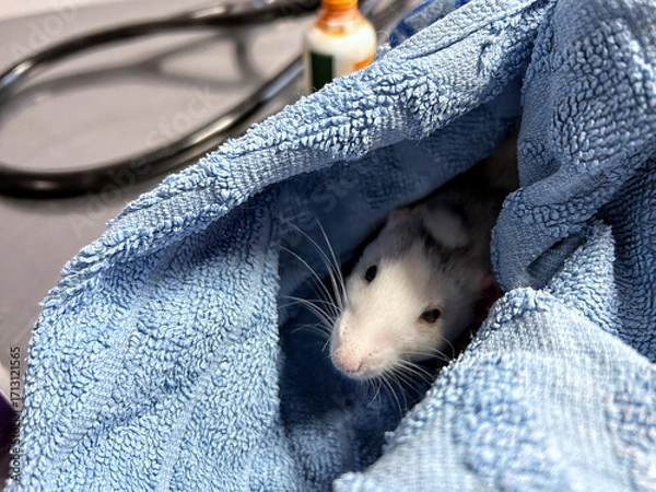 Fototapeta A rat peeks out from a blue towel during a veterinary examination, showing its curious whiskered face