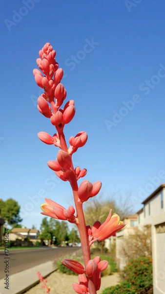 Fototapeta Closeup of flowering spike of Hesperaloe parviflora, also known as Red Yucca or False Yucca, under a clear blue sky along Phoenix residential street, Arizon