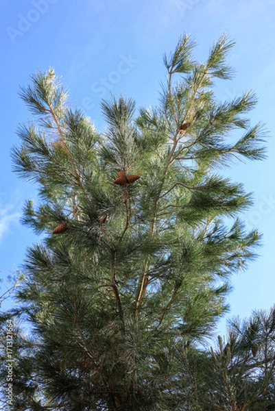 Fototapeta Branches and foliage and pine cones of Eldarica conifer against bright clear blue sky in spring time