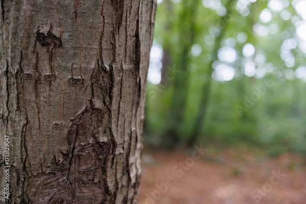 Fototapeta Close-up of tree bark texture in forest nature background