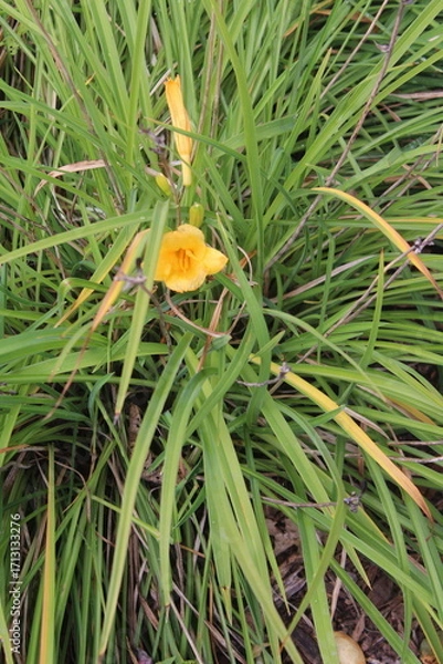 Obraz orange flower in the grass