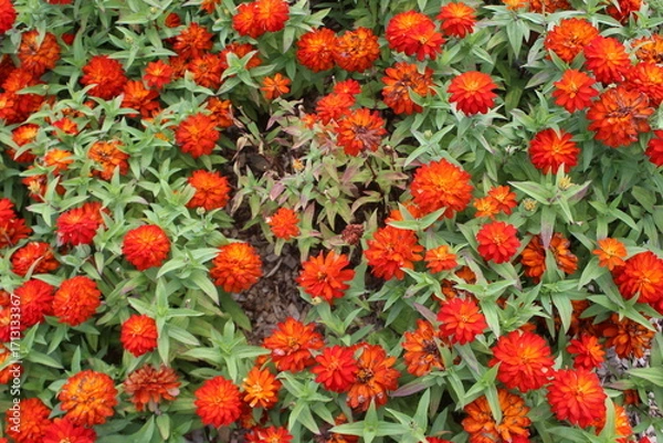 Obraz red and yellow tulips