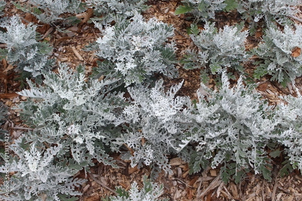 Obraz frost on the window
