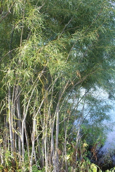 Obraz pine tree in the forest