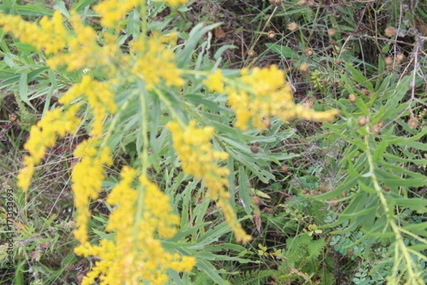 Obraz yellow flowers in the grass