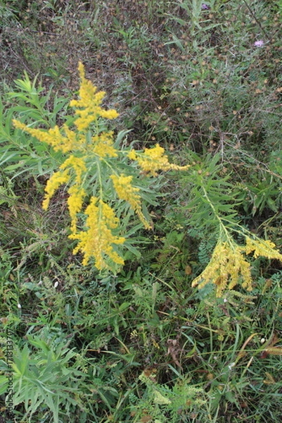 Obraz yellow moss on a tree