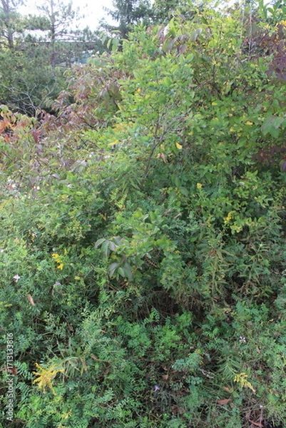 Obraz green moss in the forest