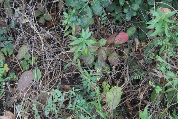 Obraz hand picking up grass