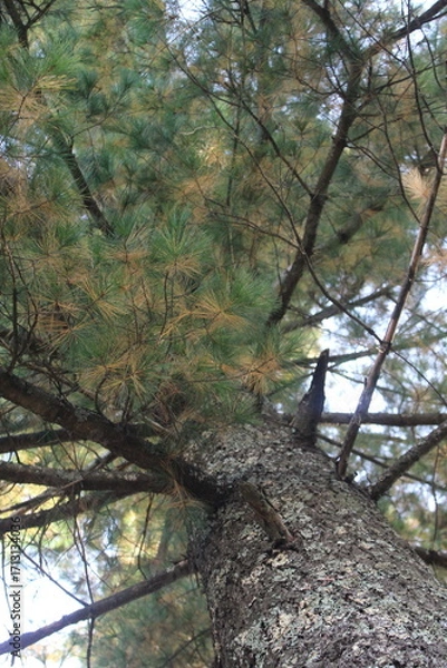 Obraz tree in the forest
