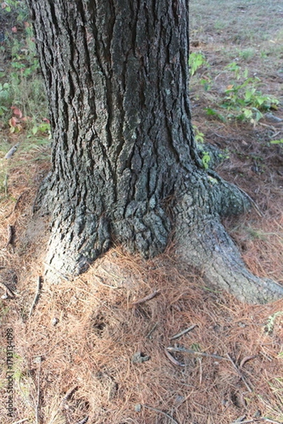Obraz old tree trunk in the forest