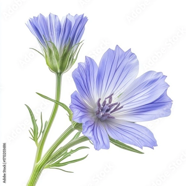 Fototapeta Delicate light blue flowers with intricate petals and green stems, creating a serene and refreshing floral composition.