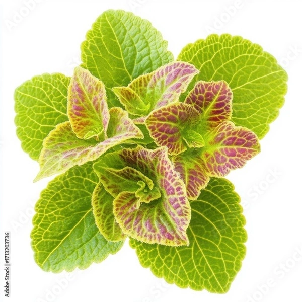 Fototapeta Vibrant green and purple leaves showcasing intricate patterns and textures.