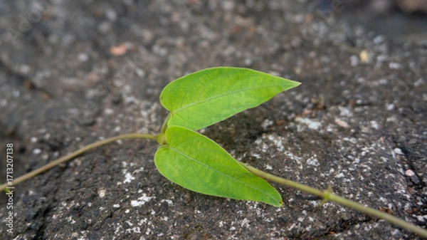 Fototapeta Delicate Green Leaves Resting on a Rough Stone Texture
