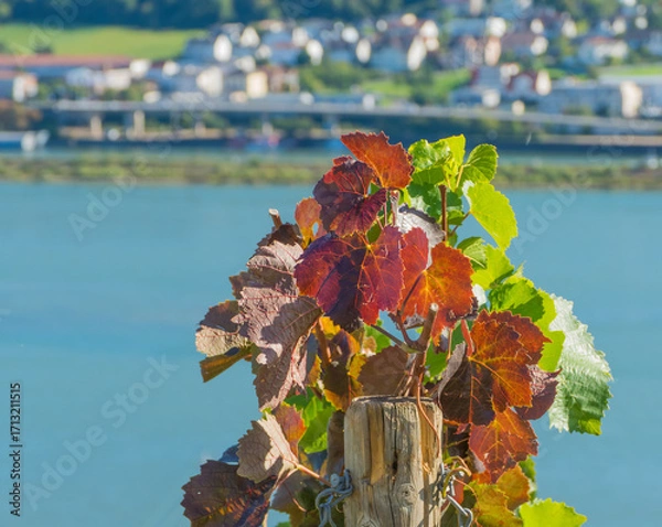 Fototapeta Weinblätter an Rebstock Rot und Grün Makro vor Rhein Rheinblick