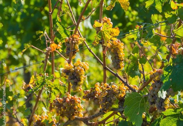 Fototapeta Trauben Weinbeeren in Abendlicht