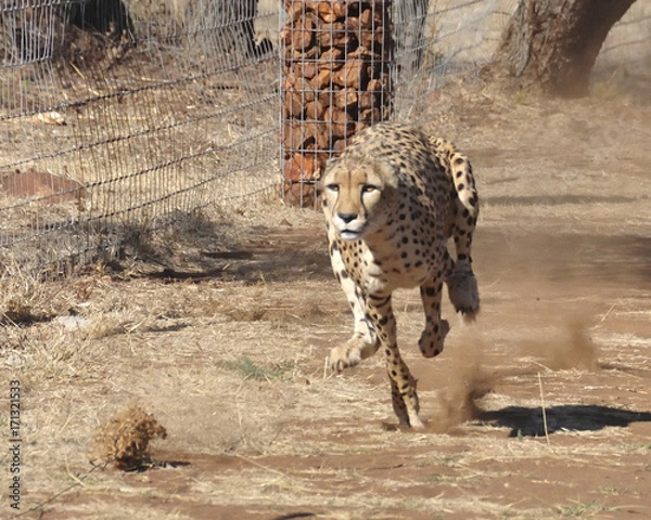 Obraz Exercising cheetah: chasing a lure that's going sideways
