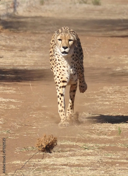 Obraz Exercising cheetah: chasing a lure, slowing down