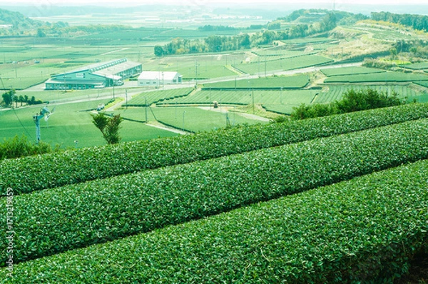 Obraz 鹿児島知覧の茶畑と広がる田園風景