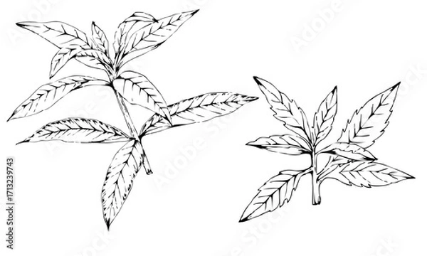 Fototapeta black and white drawing of lemon-balm-leaves