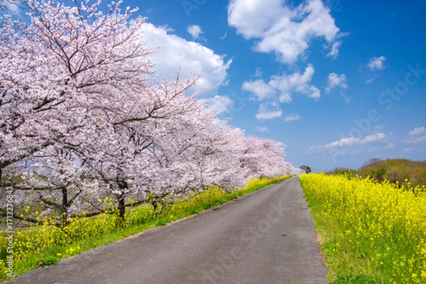 Obraz 桜と菜の花の並木道（木曽長良背割堤）