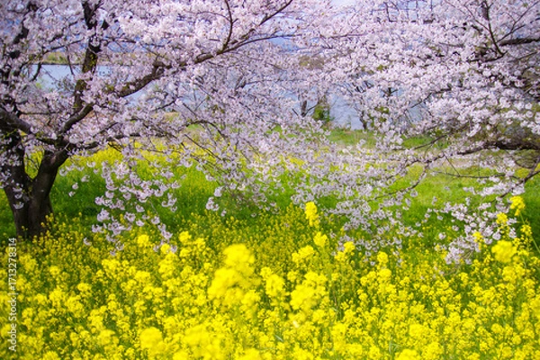 Obraz 桜の枝越しに広がる菜の花のじゅうたん（木曽三川公園）