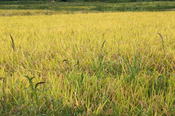 Fototapeta 秋の田んぼ